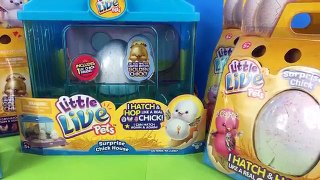 New Surprise Chick Eggs! Little Live Pets Toy Unboxing - Limited Edition Golden Chick?!