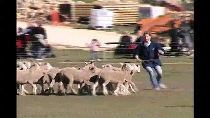 Martigues accueille un concours national de chiens de troupeaux