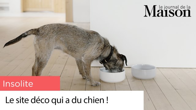 Insolite : le site déco qui a du chien !