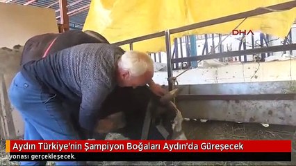 Aydın Türkiye'nin Şampiyon Boğaları Aydın'da Güreşecek