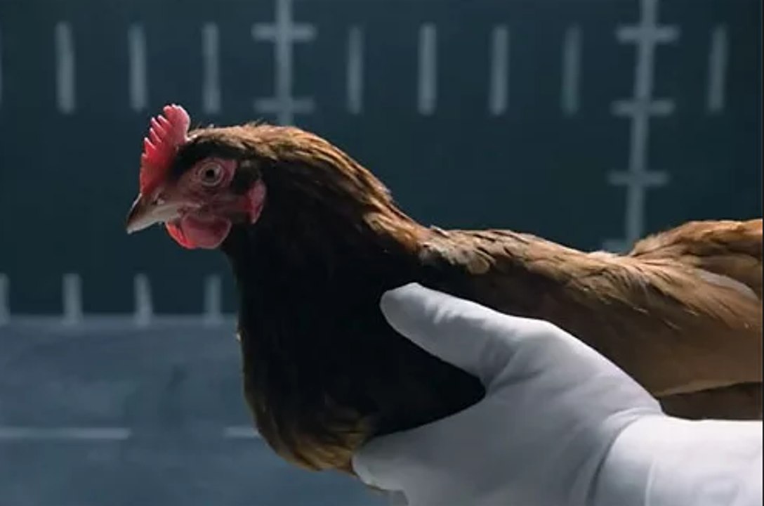 POULET _ N'EST PAS UN OISEAU ! CHICKEN _ NOT A BIRD !КУРИЦА _ НЕ ПТИЦА !