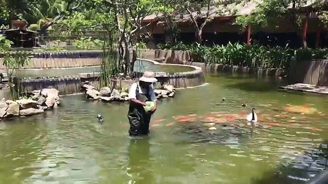 Des carpes koï suivent leur soigneur comme des petits chiens (Sri Lanka)