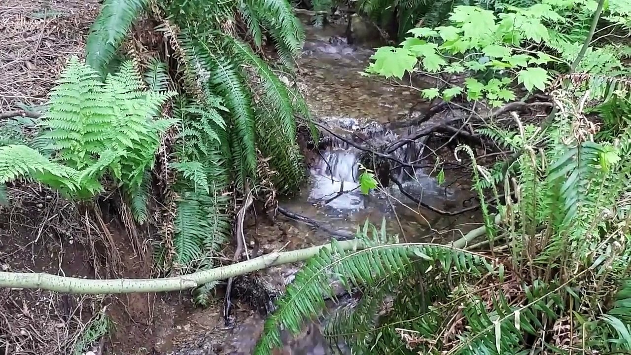 Trying To Make Vlog On Samsung A5 - LGBT Family Daily Fun | Daily Funny | Funny Video | Funny Clip | Funny Animals