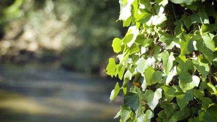 Duke Energy, YMCA of Greenville Team Up to Build Outdoor Classroom | Duke Energy