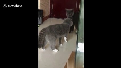 Angry cat scares another one by 'shouting' at it