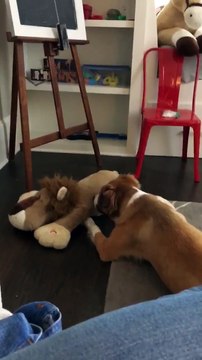 Chants d'un chien en accord avec une peluche musicale le lion est mort ce soir
