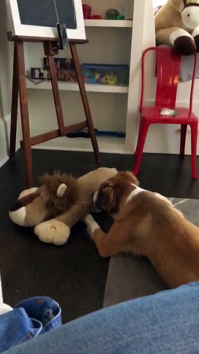 Chants d'un chien en accord avec une peluche musicale "le lion est mort ce soir"