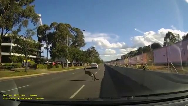 Sur la route il manque d'écraser.. un kangourou qui surgit d'un coup !