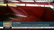 Colombia: reemplazan con café y otros cultivos a extensiones de coca