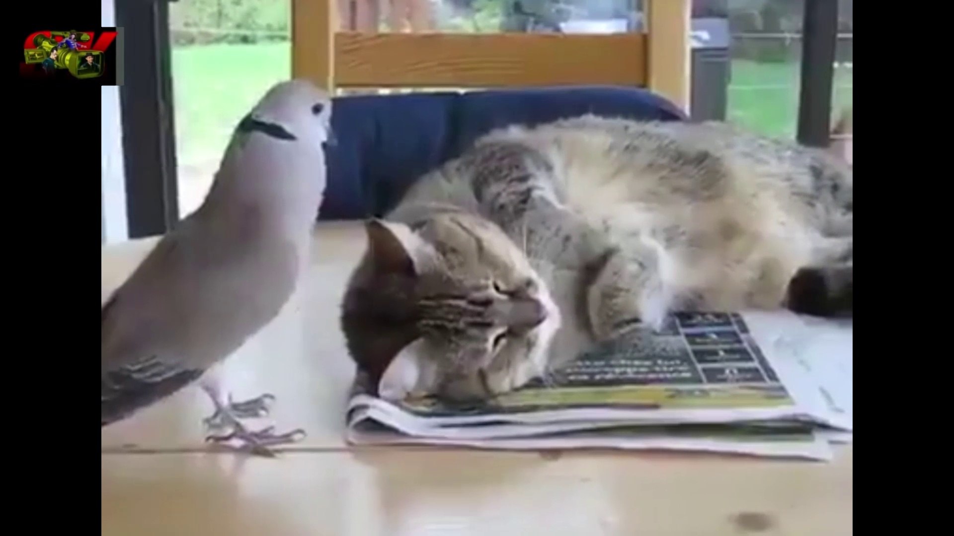 FULL ENTERTAINMENT VIDEO