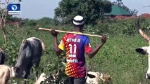 LATEST FROM THE FULANI HERDSMEN AFTER THE STATE BANNED THEM