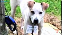 Woman Spots Growling Dog Tied To A Pole, Then Sees A Note Around His Neck From The Owner