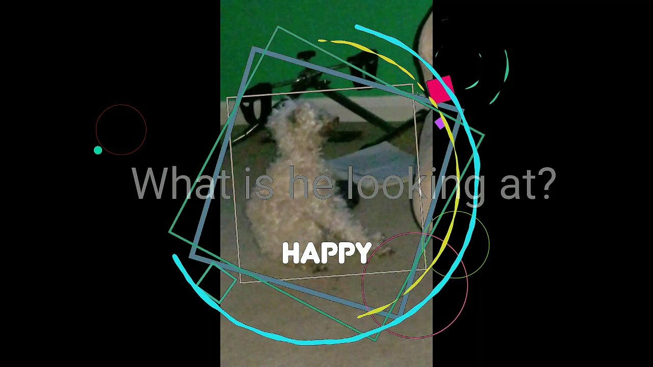Dog Looks At Invisible Friend