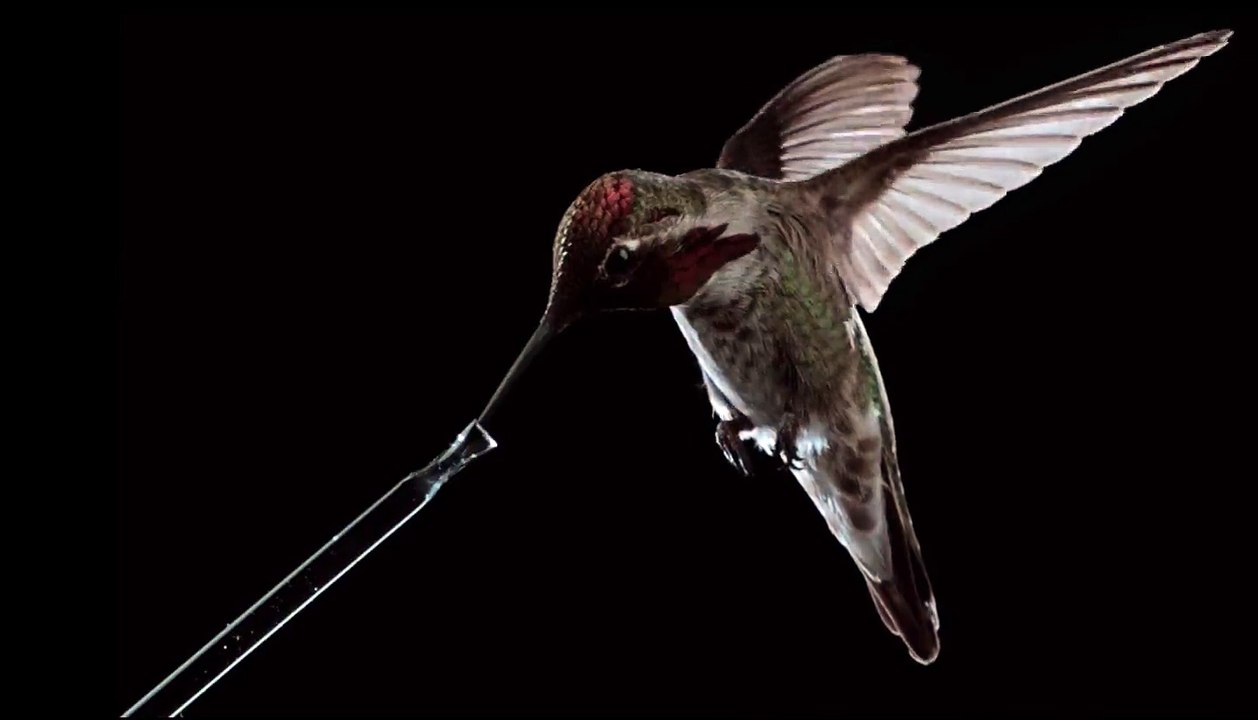 Hummingbird