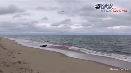 Video herunterladen: Un grand requin blanc poursuit une otarie jusque sur la plage et blesse l'animal