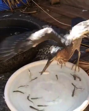 Ce jeune oiseau avait très faim... Pecheur expérimenté!