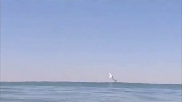 Ce surfeur filme le saut d'un grand requin blanc hors de l'eau... Incroyable