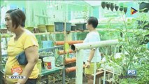 WWW: Urban farming sa Mandaluyong