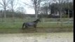 Cheval hongre gris cheval éq