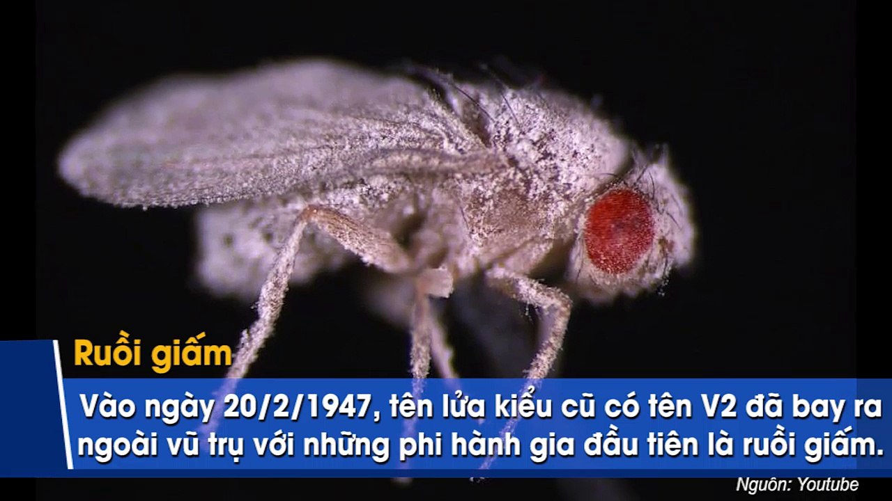 Khi động vật làm phi hành gia, kết quả thảm khốc hơn nhiều so với bạn tưởng tương