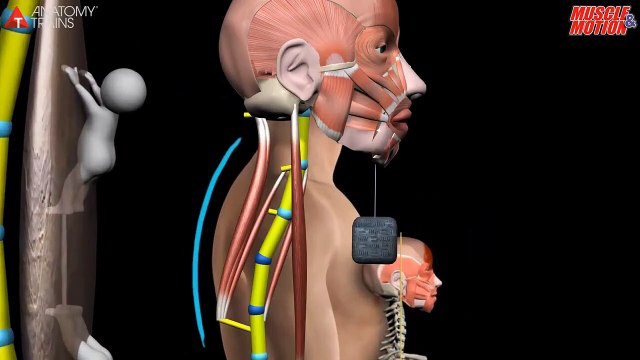 Common Postural Problems - Posture App