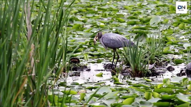 Heron eats huge fish, Heron eating Rabbit, Kills Gophers, dove 헤론 사냥