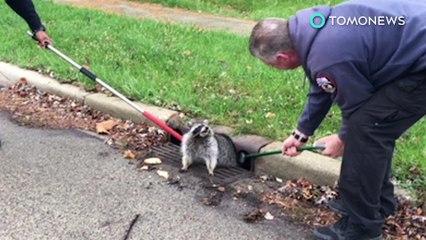 Mapache obeso atascado: Mapache queda atascado en una alcantarilla y es rescatado - TomoNews