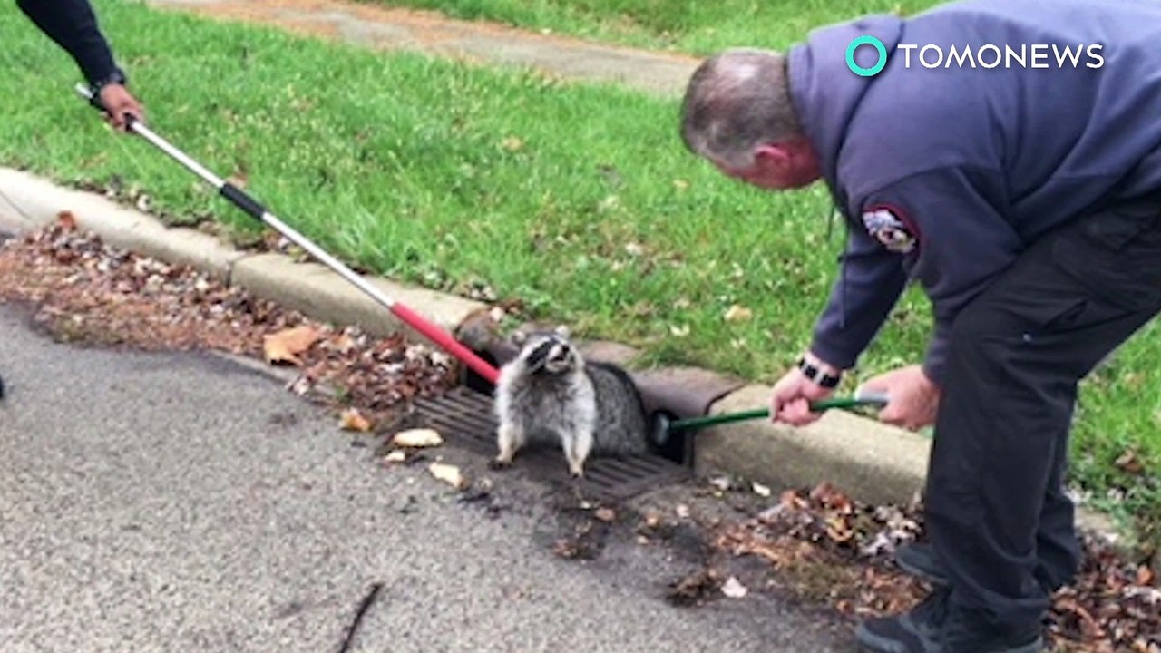 Mapache obeso atascado: Mapache queda atascado en una alcantarilla y es rescatado - TomoNews