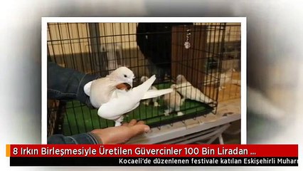 8 Irkın Birleşmesiyle Üretilen Güvercinler 100 Bin Liradan Satılıyor