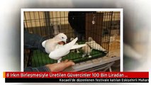 8 Irkın Birleşmesiyle Üretilen Güvercinler 100 Bin Liradan Satılıyor