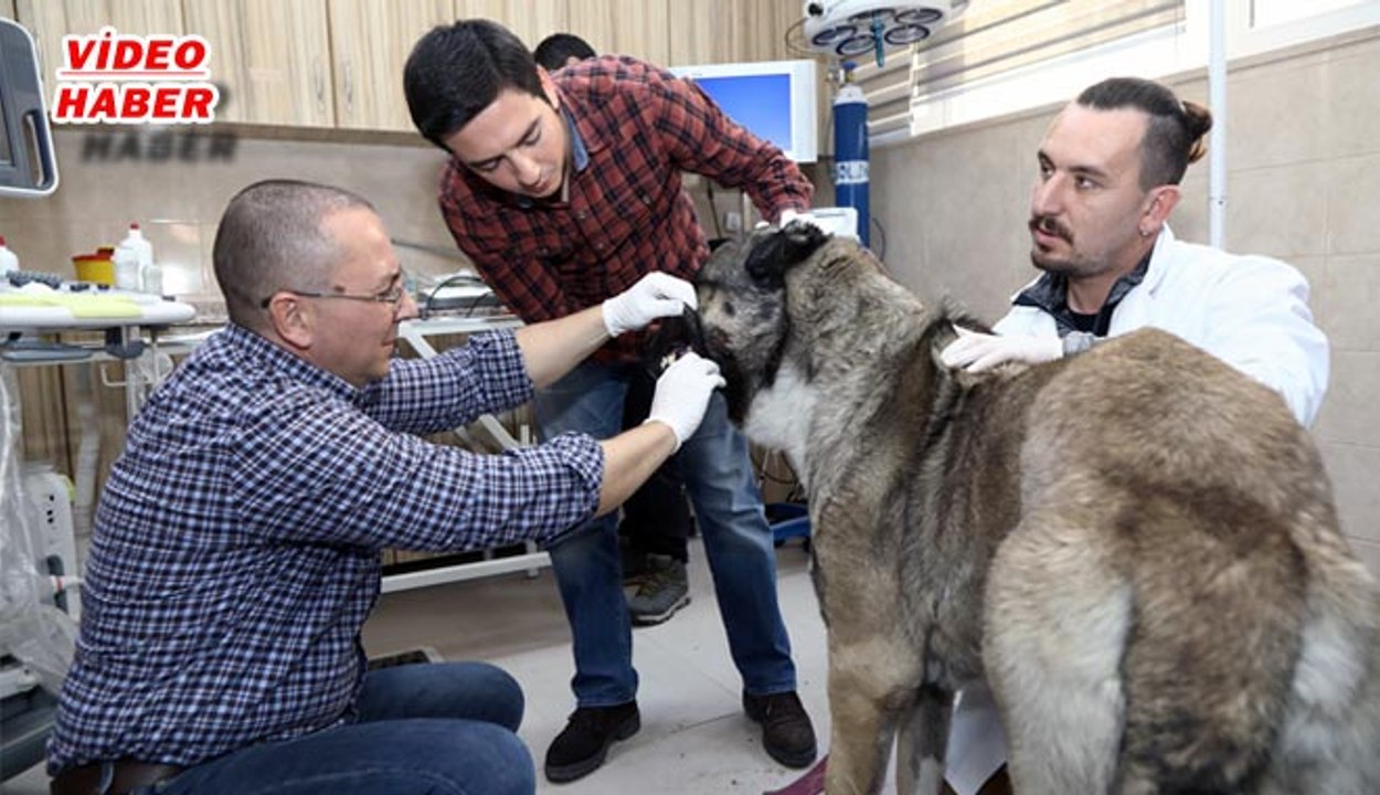 (9 Kasım 2017) ERCİYES ÜNİVERSİTESİ VETERİNER FAKÜLTESİ TARAFINDAN “VETERİNER KARDİYOLOJİ VE ULTRASONOGRAFİ” ÇALIŞTAYI DÜZENLENDİ.