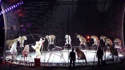 서커스 사자 공격