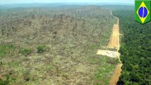 73 juta pohon akan ditanam di Amazon - TomoNews
