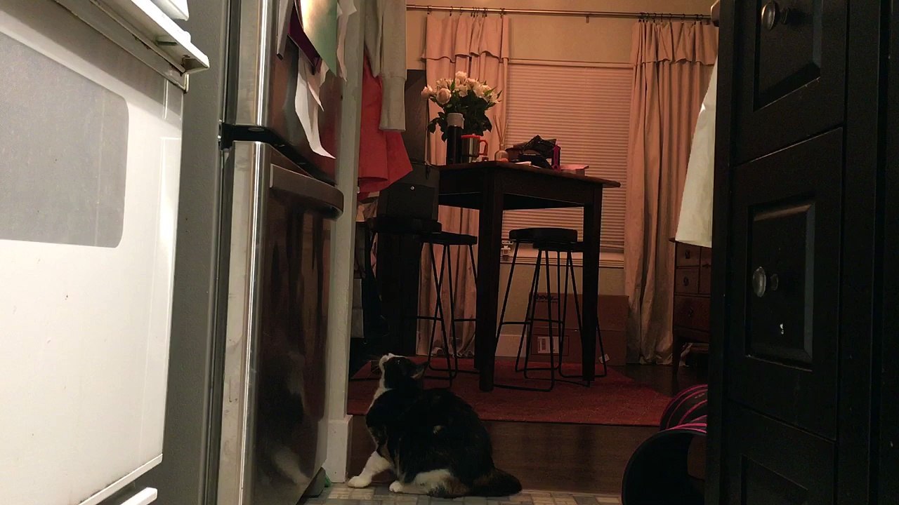 Luna tries to get a spot of light. Boing boing boing!