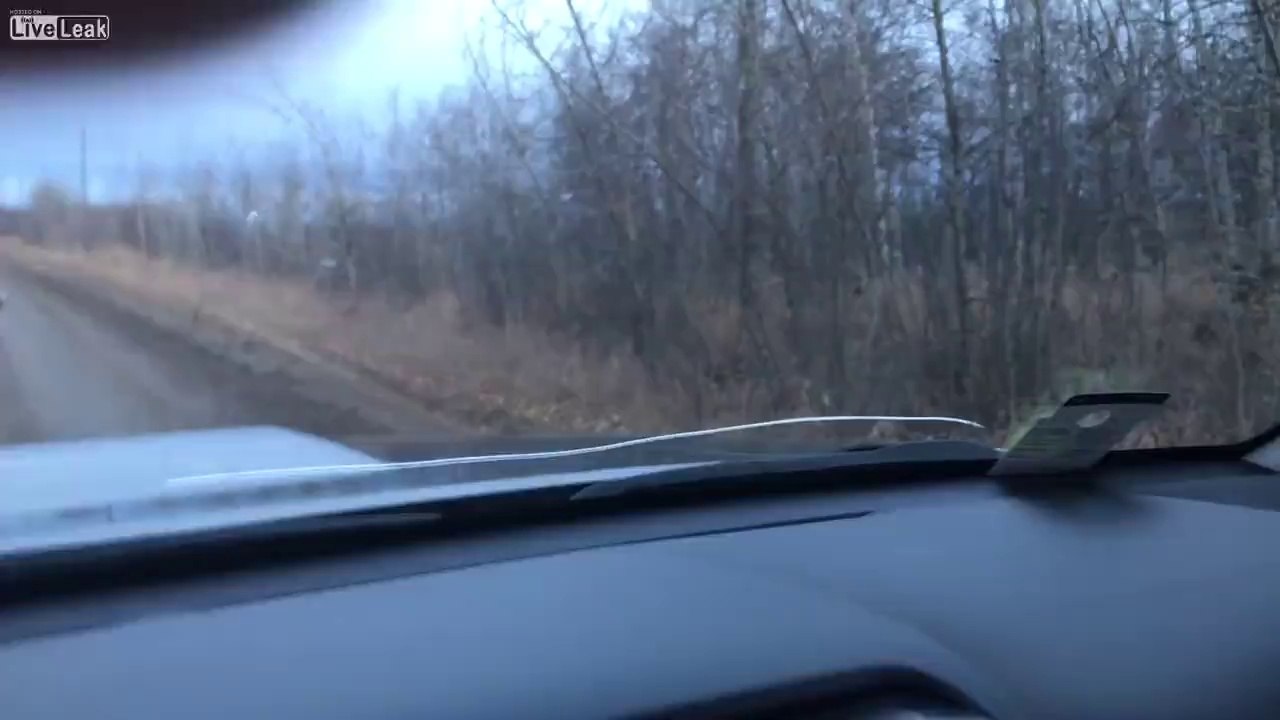Cougar Versus Skunk