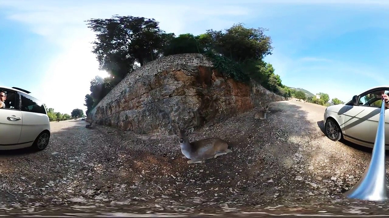 360° VR VIDEO - DEER, ARIES, MOUFLON - DISCOVERY NATURE & ANIMAL - VIRTUAL REALITY 3D-T20SrXzuUgQ