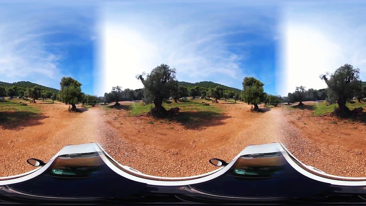 360° VR VIDEO - LION & TIGER - DISCOVERY ANIMAL & NATURE - VIRTUAL REALITY 3D-_lwFXfYznew