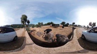 360° VR VIDEO - OSTRICHES a- DISCOVERY NATURE & ANIMAL - VIRTUAL REALITY 3D-QSIQ_UMwKQc