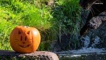 Adorable Zoo Animals Celebrate Halloween With Tasty Pumpkin Treats-SGA-tZw__tM