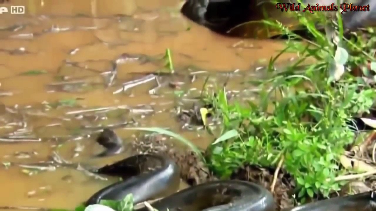 Catching the biggest Snake in the World giant Anaconda , Weak heart should not watch