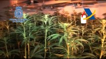 Cataluña Policía Nacional y AT. intervienen en Barcelona y Gerona 2.500 plantas de marihuana