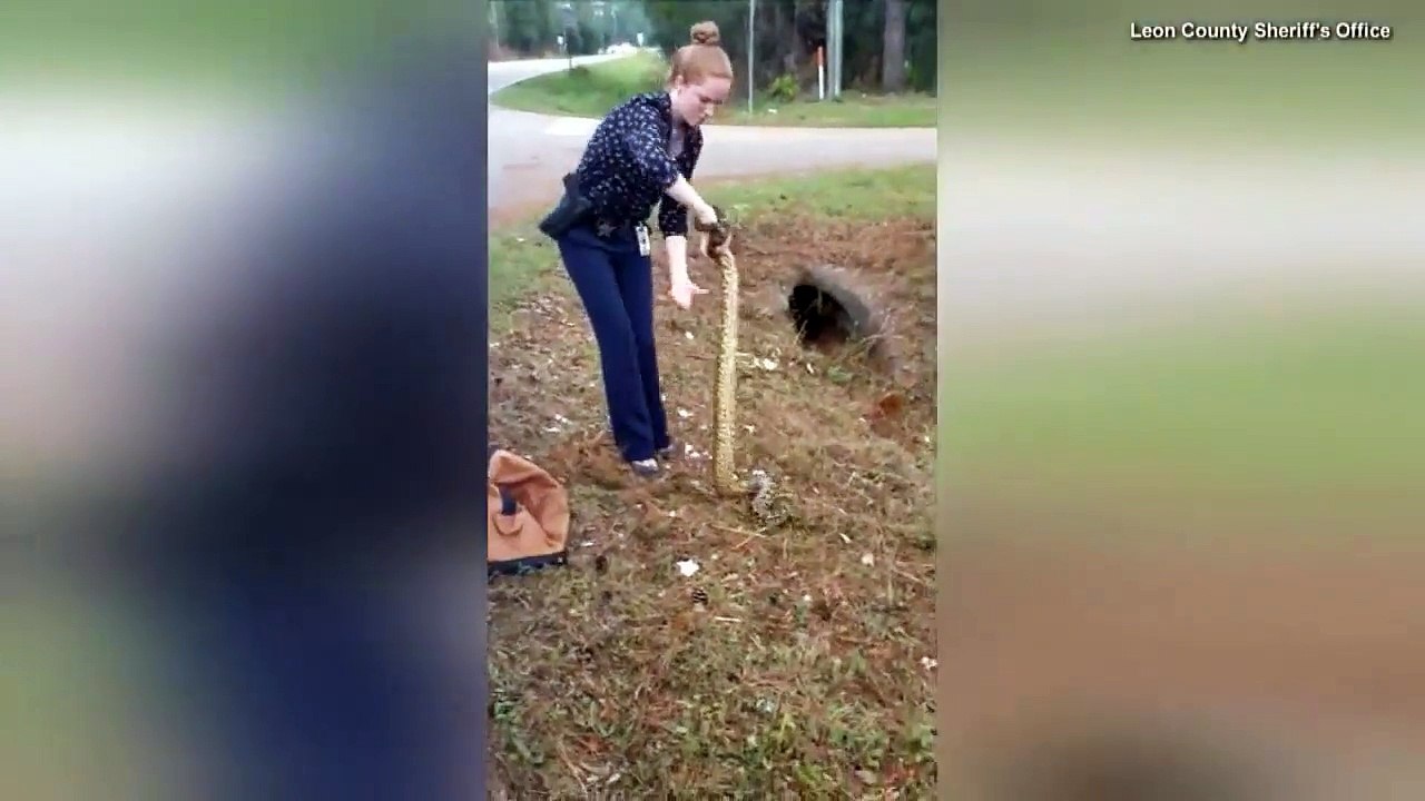 'Crazy' Cop Catches Anaconda With Her Bare Hands-5J5KJq8fJkE