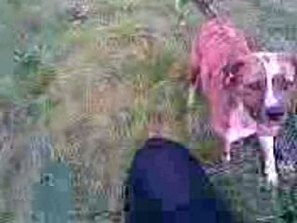 Délire avc mes chiens