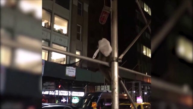 Ce raton laveur malin vient de voler un sac et l'embarque sur le toit