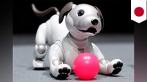 ソニーからキュートな 犬型ロボット「aibo」登場！