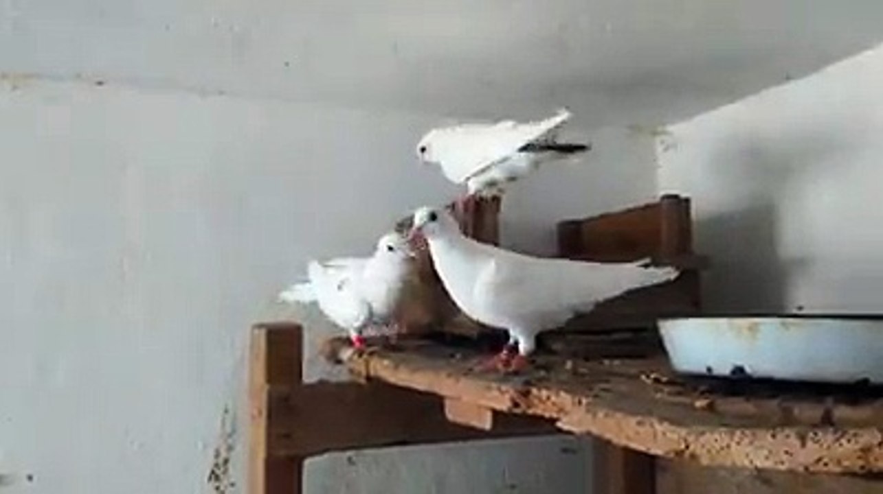 Pigeon dove singing voice by Taimoor