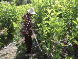 mulberry farming - silkworm rearing