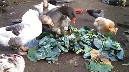 chickens and ducks eating green food by Taimoor..