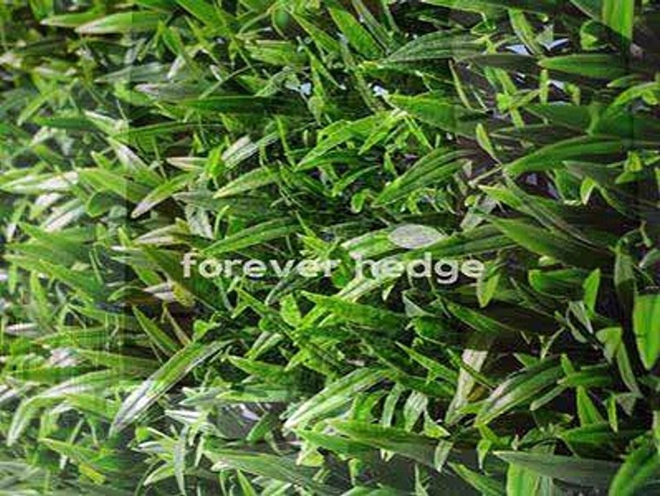 Artificial green walls australia