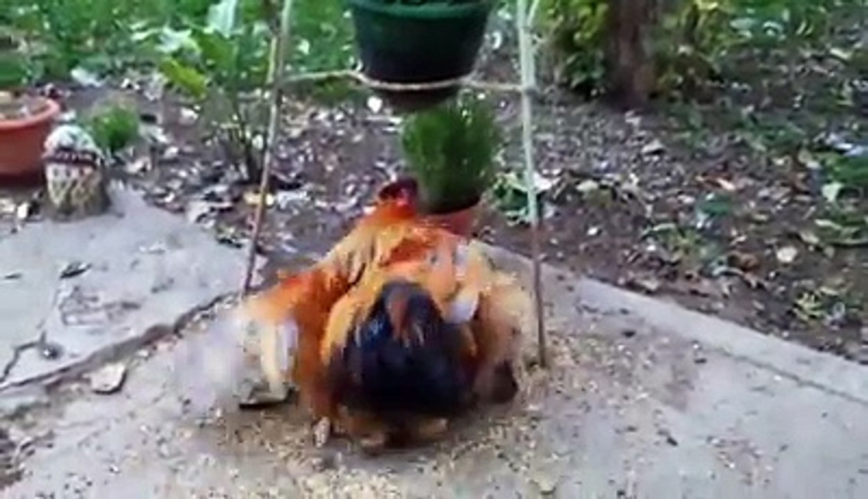 Funny rooster dancing by Taimoor..